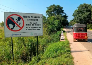 corredor elefantes sri lanka safari en sigiriya