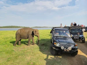 elefante jeeps safari parques nacionales sigiriya