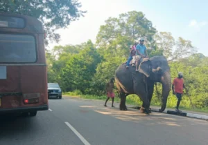 que ver en sigiriya sri lanka elefante turistas