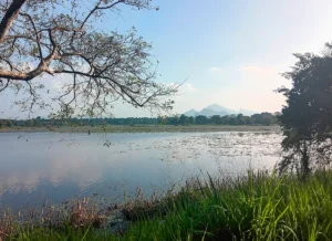 que ver en sigiriya y alrededores lago kayanwela