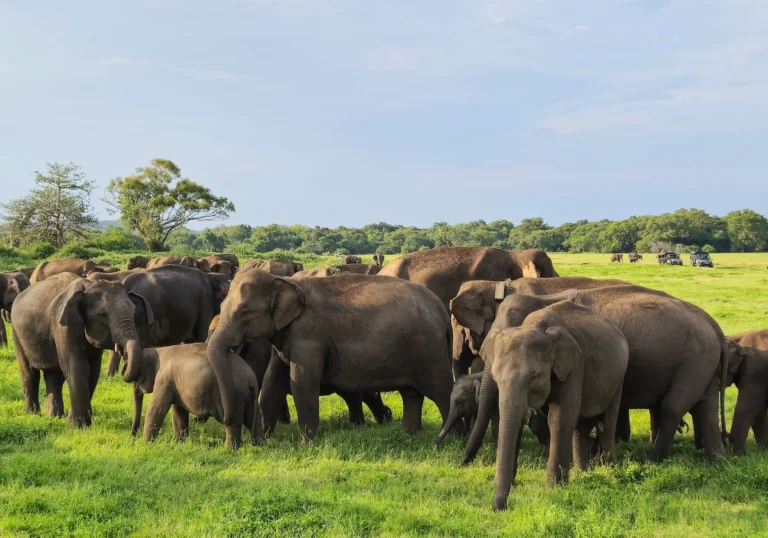 safari sigiriya