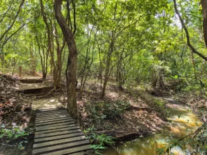 bosque y pasarela en pophams arboretum en la ciudad de dambulla