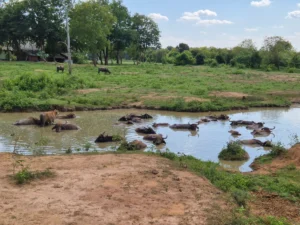 bufalos en parque nacional udawalawe