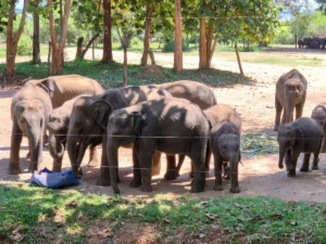 elefantes comiendo centro elephant transit home sur sri lanka