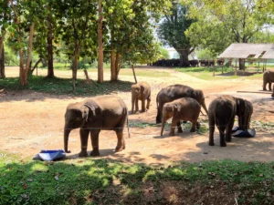 elefantes en elephant transit home sri lanka