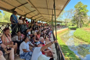 elephant transit home en udawalawe publico gradas