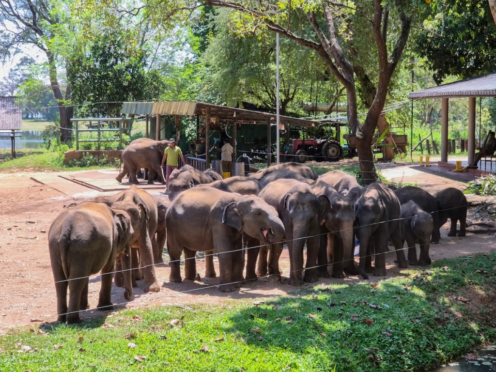 elephant transit home udawalawe