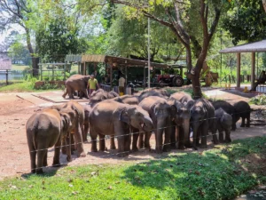 elephant transit home udawalawe