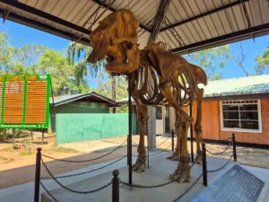 esqueleto elefante en elephant transit home en udawalawe