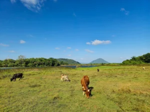paisaje de pasto con vacas, montaña y laguna en dambulla sri lanka