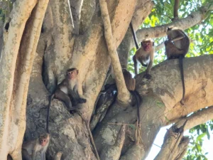 macacos toque de sri lanka en udawalawe national park