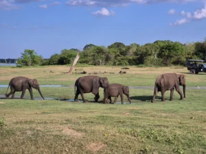 manada elefantes en mi safari en udawalawe