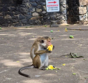 mono macaco comiendo un mango