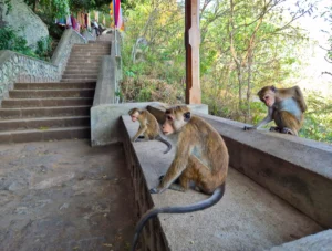 tres monos en las escaleras de subida a las cuevas de dambulla 