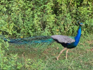 pavo real en parque nacional udawalawe