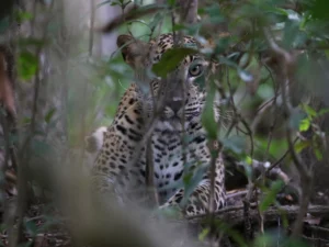 safari en udawalawe o yala leopardo sri lanka