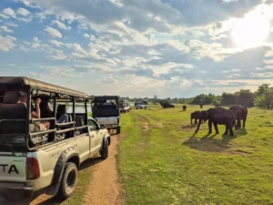 safari udawalawe sri lanka jeeps elefantes