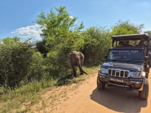 udalawe national park safari jeep elefante