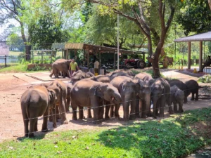 udawalawe sri lanka elephant transit home