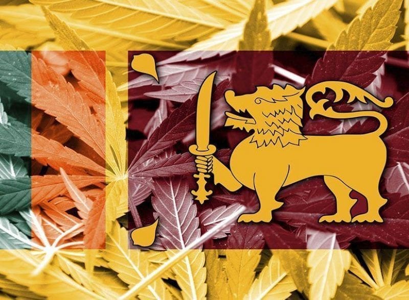 Sri Lanka marihuana un trabajador camello y una chica de compañia blog de sri lanka