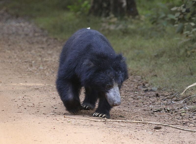 como ir de Negombo a Wilpattu oso