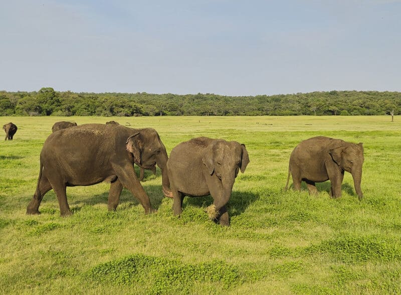 kaudulla national park safari elefantes